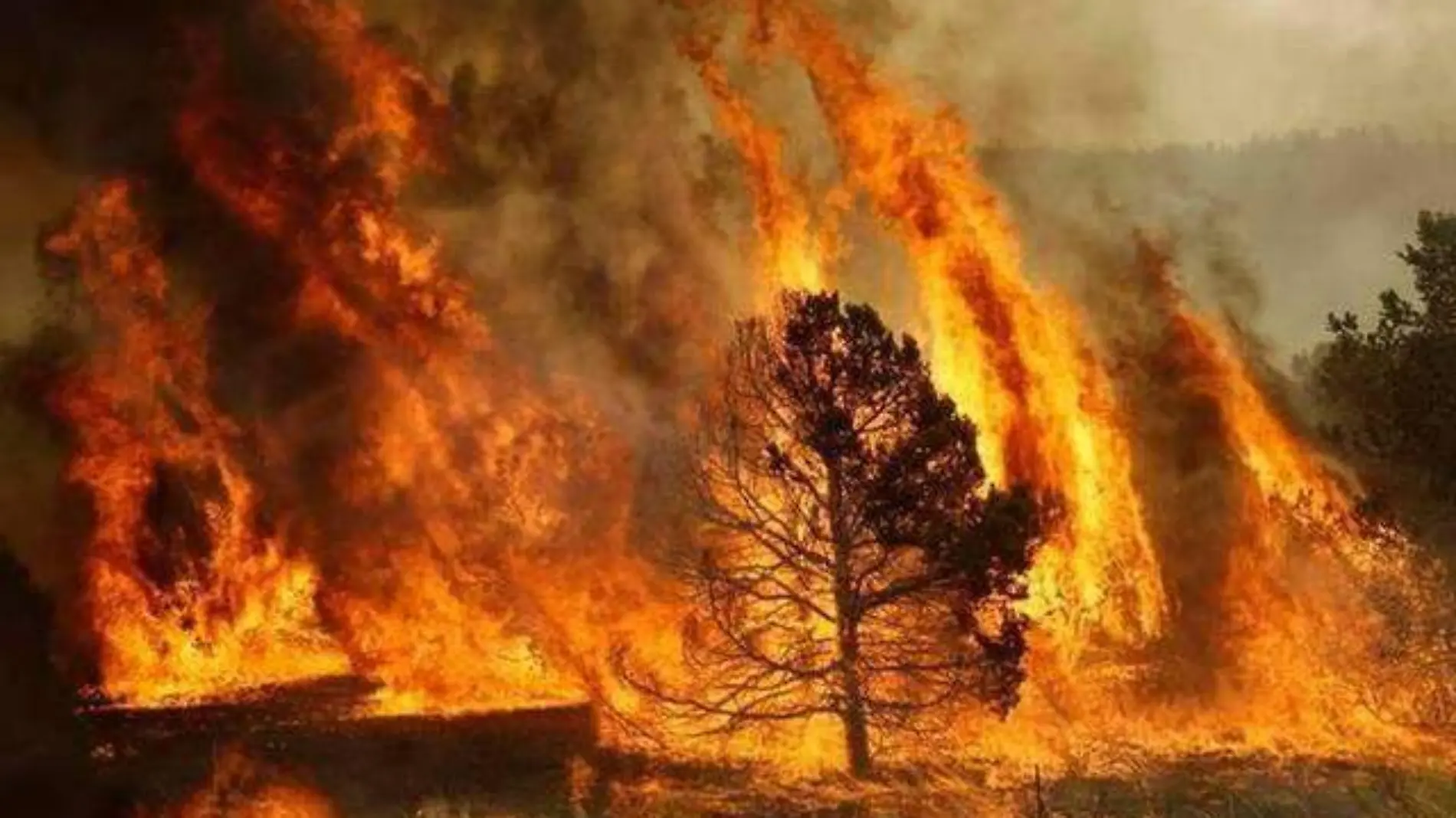 incendios forestales foto archivo